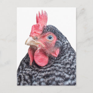 Grumpy Chicken Funny Frowning Hen Photo Vykort