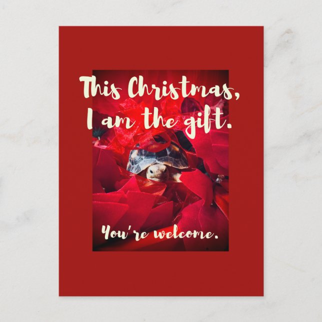 Grumpy Cute Baby Sulcata Tortoise julgåva Vykort (Framsida)