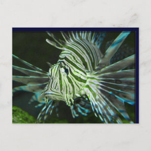 Grumpy Fish Vykort
