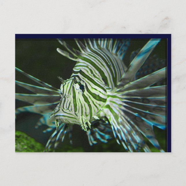 Grumpy Fish Vykort (Framsida)