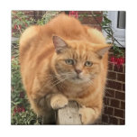 Grumpy Ginger Cat Kakelplatta<br><div class="desc">Den här keramiska plattan har mitt foto på en komisk grumpy som tittar Ginger Cat sitta på ett obehagligt sätt längs en staket. Jag kan inte låta bli att tro att det måste ha varit många fler ställe. Det kunde ha varit sitta. Den här plattan skulle göra ett underbart kaffe...</div>