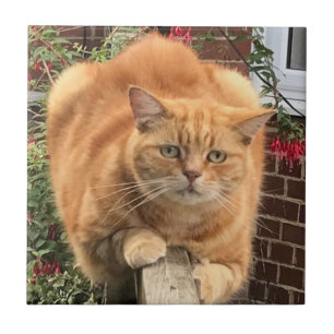 Grumpy Ginger Cat Kakelplatta