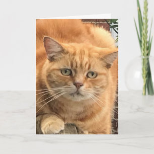 Grumpy Ginger Cat Kort
