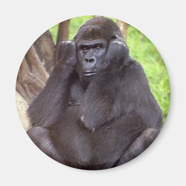 Grumpy Gorilla Magnet (Framsidan)