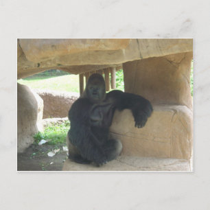 Grumpy Gorilla Vykort