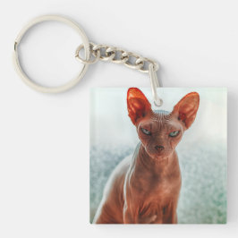 Grumpy Hairless Sphynx Cat