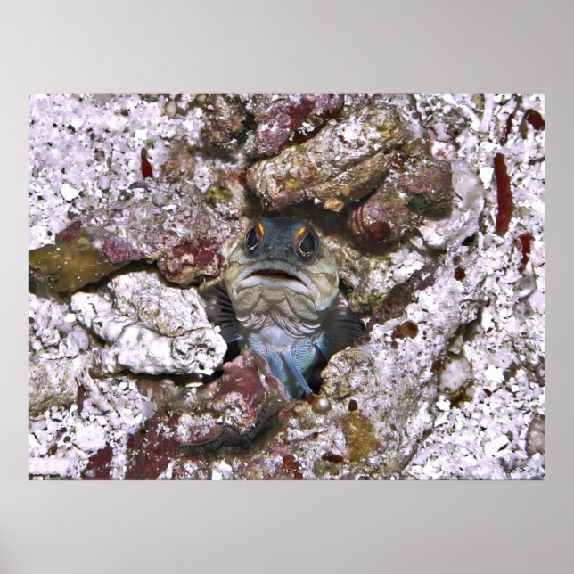 Grumpy Jawfish Poster (Framsidan)