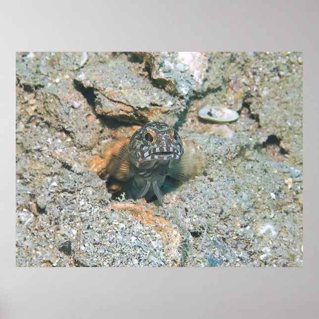 Grumpy Jawfish Poster (Framsidan)