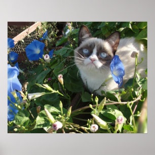 Grumpy katt i affischen för morgonhärligheter poster