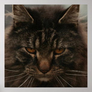 Grumpy katt poster