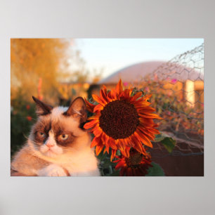 Grumpy kattsolrosaffisch poster