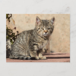 Grumpy Kitten Vykort