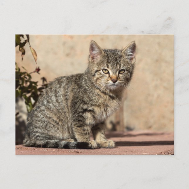 Grumpy Kitten Vykort (Framsida)