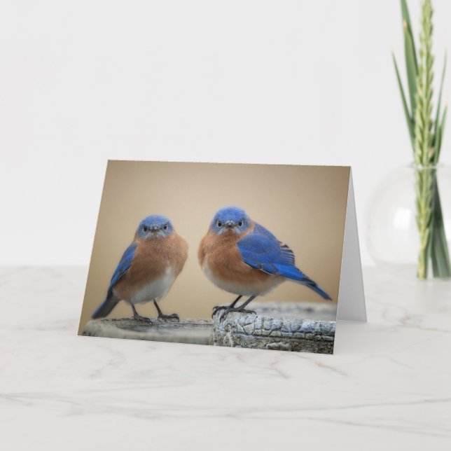 Grumpy Little manar Kort (Framsida)