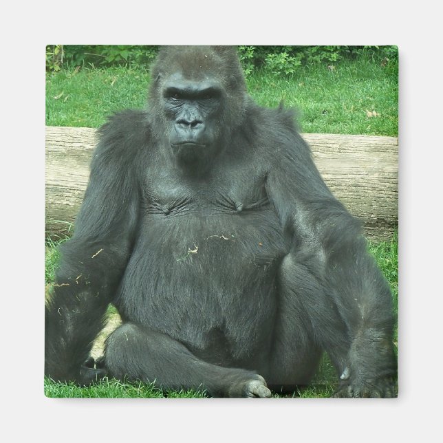 Grumpy Lowland Gorilla Magnet (Framsidan)