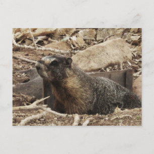 Grumpy Marmot Vykort
