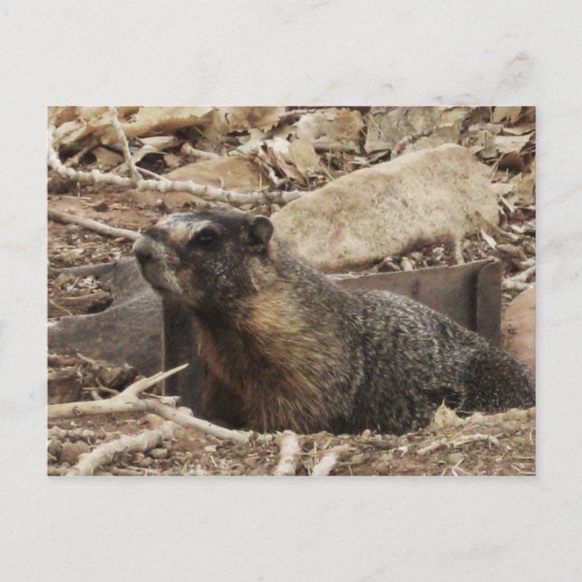Grumpy Marmot Vykort (Framsida)