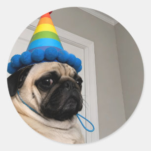 Grumpy Mops som bär regnbågsfödelsedagsfesthatt Runt Klistermärke