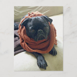 Grumpy mops vykort