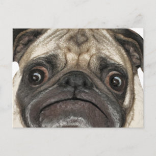 Grumpy Puggy Gifts Vykort