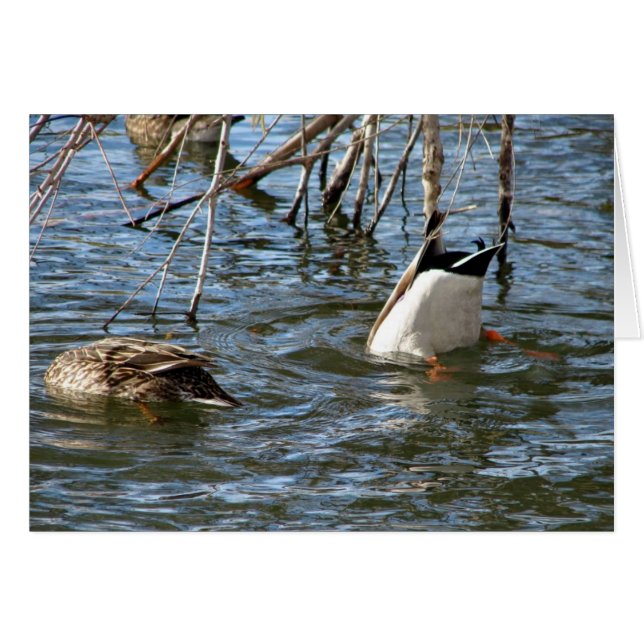 Grund uppåt hälsningskort (Framsidan Horizontal)