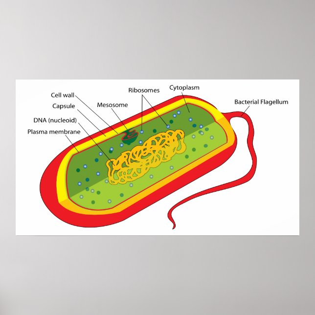 Grunddiagram över en bakteriell prokaryote cell poster (Framsidan)