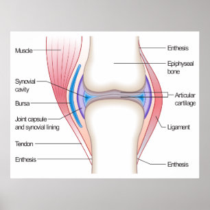 Grunddiagram över en human Anatomical Joint Poster