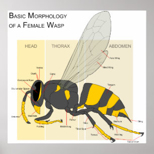 Grundläggande morfologi för ett kvinnligt Wasp-dia Poster