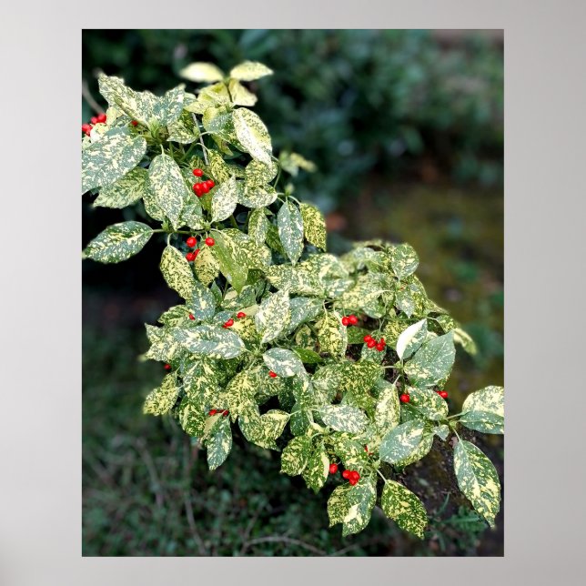 Grüner Strauch mit roten Beeren Poster (Framsidan)
