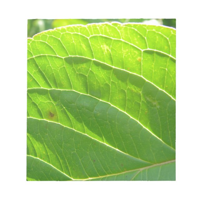 Grünes Blatt, hübsche Blattrippen Anteckningsblock (Framsida)