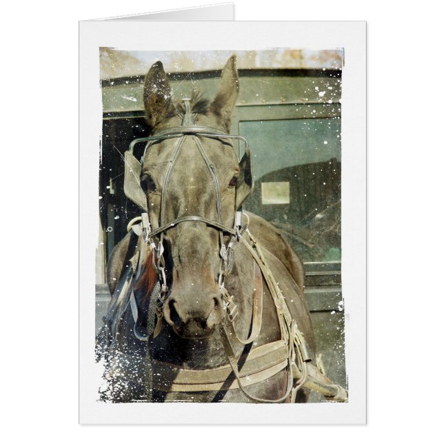 Grunge Amish Buggy Horse Hälsningskort (Framsidan)