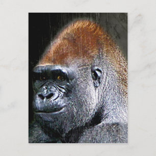 Grunge Lowland Gorilla Close-up Ansikte Vykort