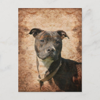 Grunge Pit Bull Terrier Vykort