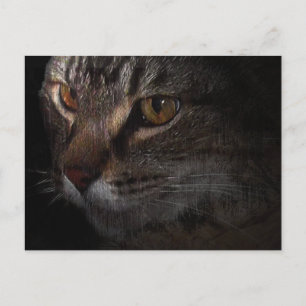 Grunge Tabby Kattansikte i Skugga Vykort