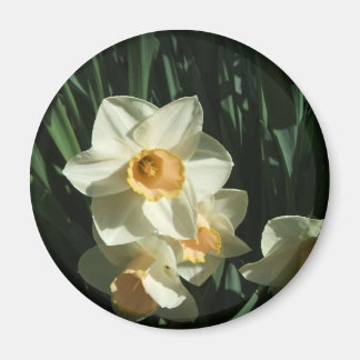 Grupp 1 054 Narcissus Magnet