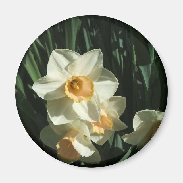 Grupp 1 054 Narcissus Magnet (Framsidan)