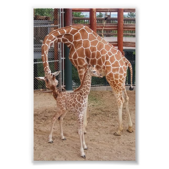 Grupp 4X6 Skriv ut #8 Fototryck (Framsidan)