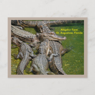 Grupp alligatorer på alligatorfarm helg vykort