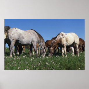 Grupp av Appaloosa Horses Grazing Poster