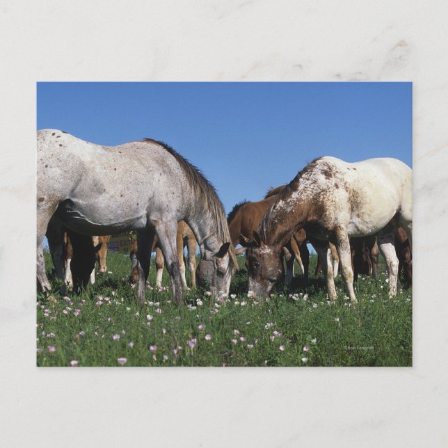 Grupp av Appaloosa Horses Grazing Vykort (Framsida)