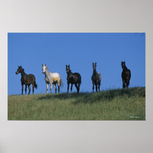 Grupp av Arabs Poster
