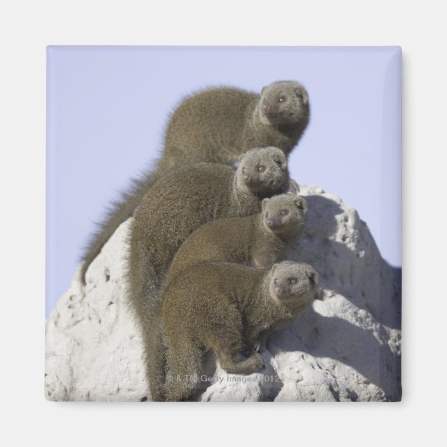 Grupp av Dwarf Mongoose på en Termite Mound i Magnet (Framsidan)