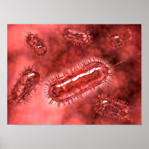 Grupp av Escherichia Coli Bacteria Cells 2 Poster