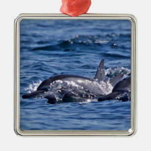 Grupp av flaskdelfiner - Oman Julgransprydnad Metall