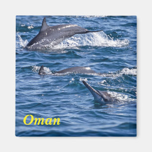 Grupp av flaskdelfiner - Oman Magnet
