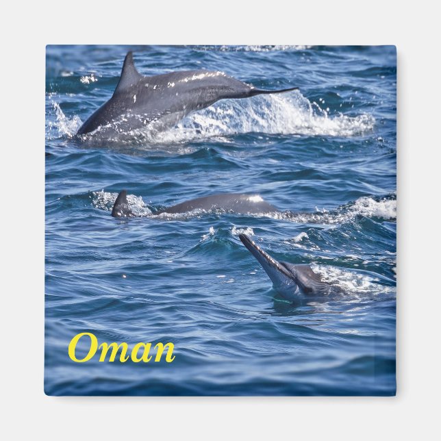 Grupp av flaskdelfiner - Oman Magnet (Framsidan)