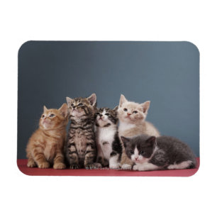 Grupp av kattungar magnet