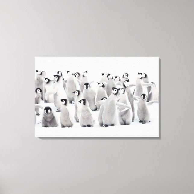 Grupp av kejsarpenguiner (Aptenodytes forsteri) Canvastryck (Framsida)