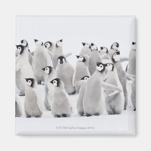 Grupp av kejsarpenguiner (Aptenodytes forsteri) Magnet (Framsidan)