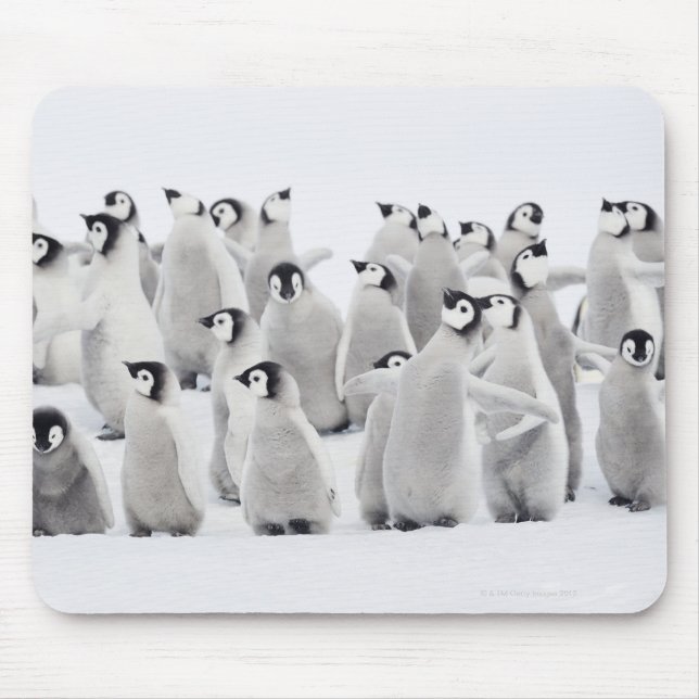 Grupp av kejsarpenguiner (Aptenodytes forsteri) Musmatta (Framsidan)